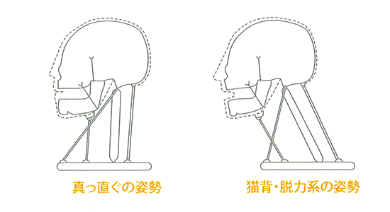 日頃の姿勢による“あごの形”の変化
